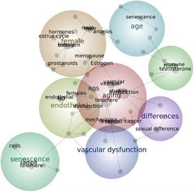 Vascular Aging in Rodent Models: Contrasting Mechanisms Driving the Female and Male Vascular Senescence